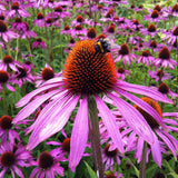 Seeds Strength in Echinacea Flower Tarot Garden + Giftable Packet