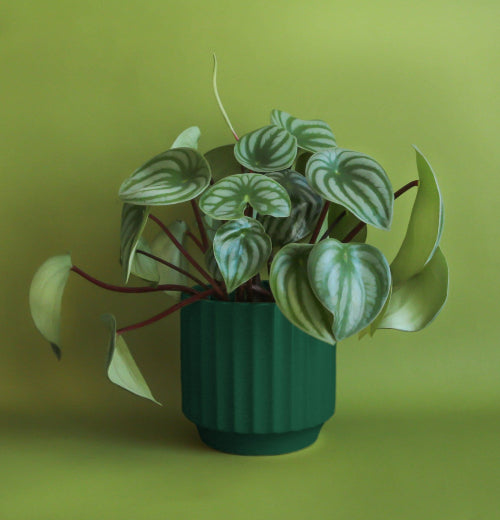 Monroe Planter - Rainforest: 6.75 inch