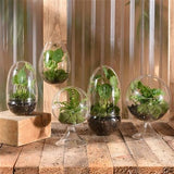 Sole Terrarium, Glass - Round, Lrg