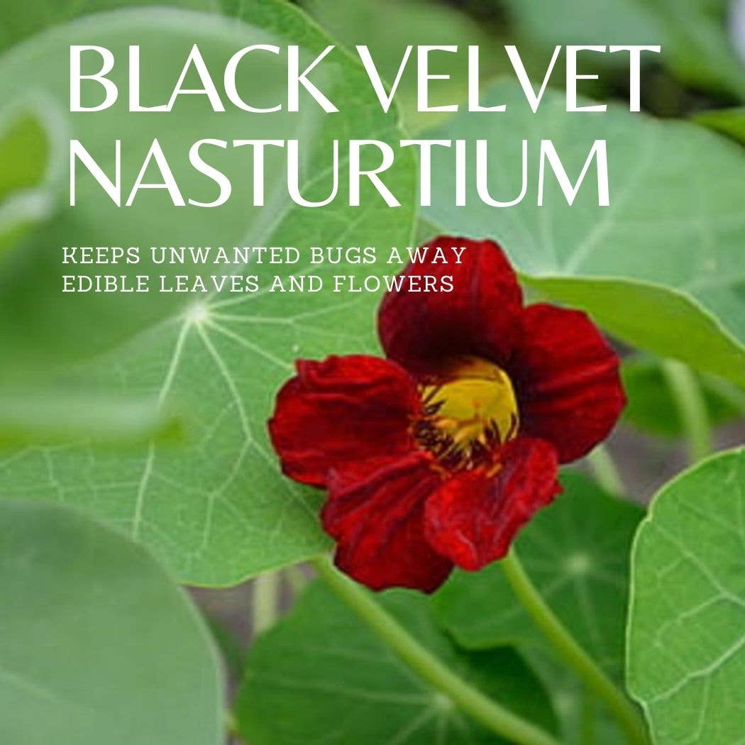 Seeds Black Velvet Nasturtium
