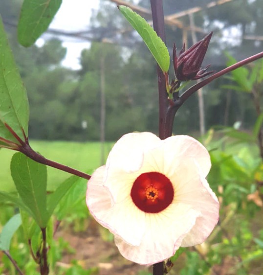 Seeds Thai Red Roselle Hibiscus