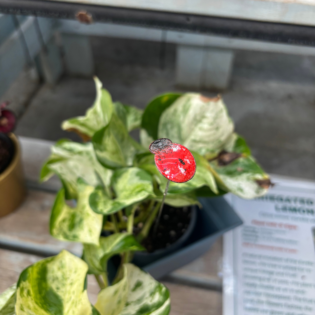 Small Copper Enamel Ladybug Plant Stake