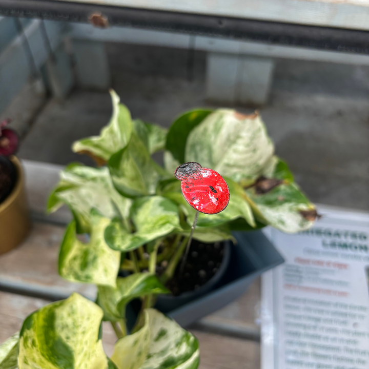 Small Copper Enamel Ladybug Plant Stake