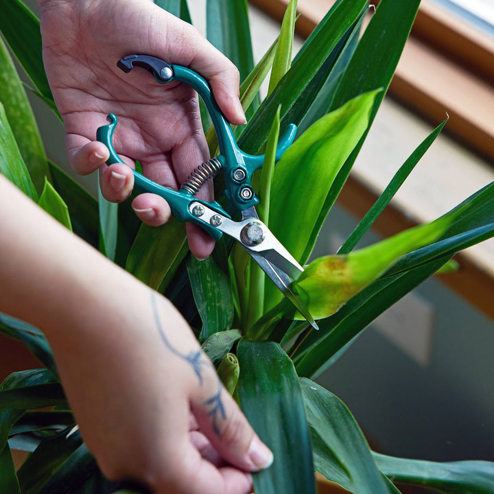 Garden Shears : Sage