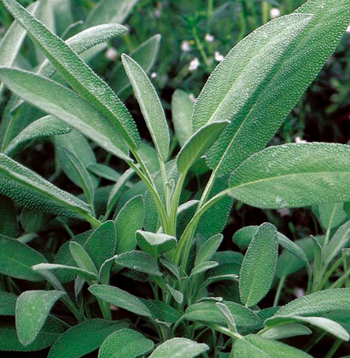 Seeds Broadleaf Sage Culinary Herb