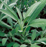 Seeds Broadleaf Sage Culinary Herb