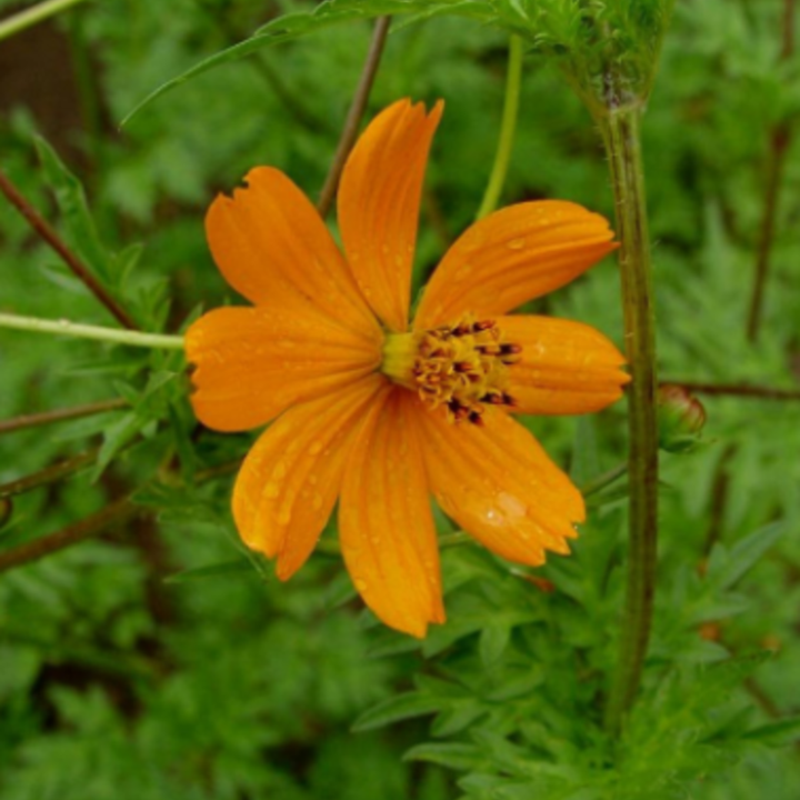Seeds Diablo Cosmos