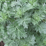 Seeds Wormwood Mugwort