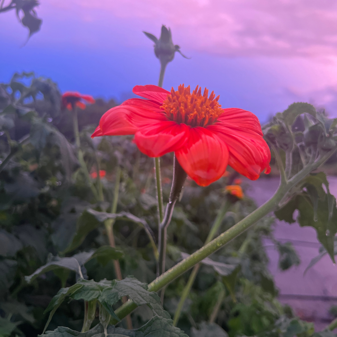 Seeds Mexican Sunflower