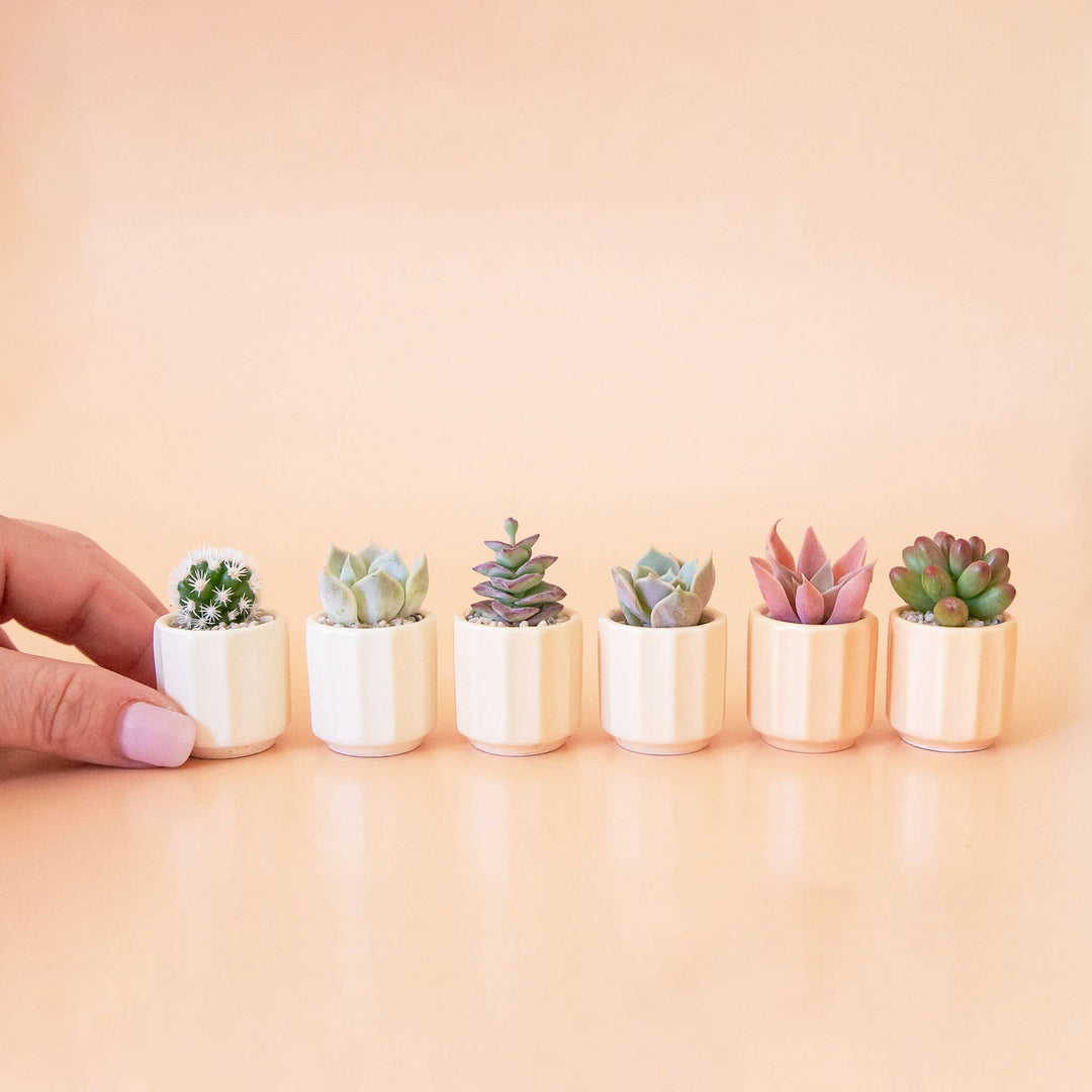 Mini Monroe Planter : Vintage White