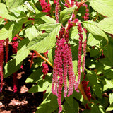 Seeds Love Lies Bleeding