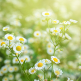 German Chamomile Seeds Tarot Garden