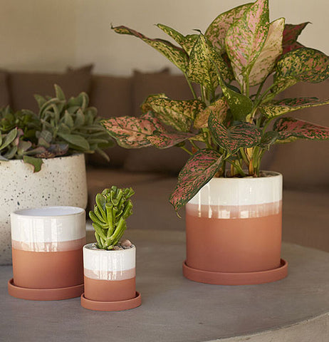 Hadley Pot