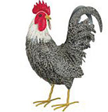 Murray Hen And Rooster Decor
