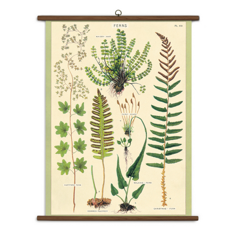 Vintage School Chart of Ferns