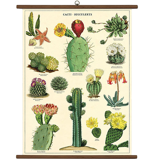 A beige chart of green, yellow, red, orange, white, and purple succulents and flowers. There is a brown border at the top and bottom.
