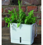 Tealby Cut Herb Keeper