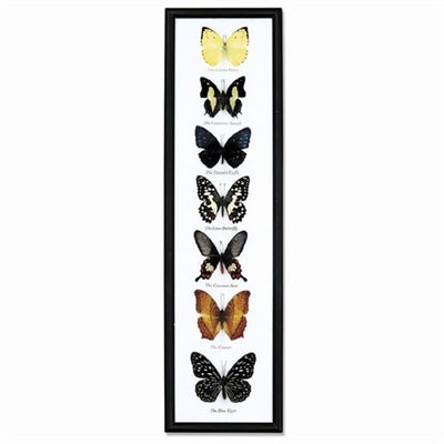 7-piece Butterfly Specimens Frame