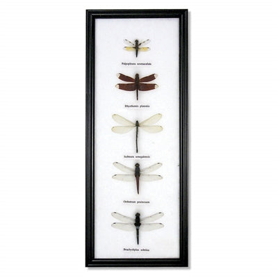Dragonfly Specimens Frame