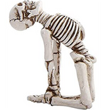 Yoga Skeleton