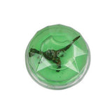 Dinosaur Fossil Putty