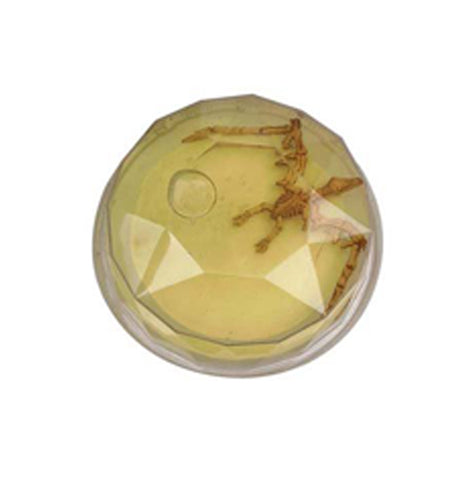 Dinosaur Fossil Putty