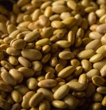 Mayocoba Heirloom Beans