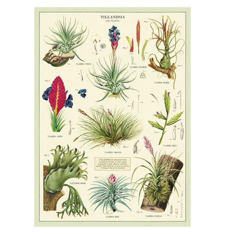 Botanical Poster Wrap