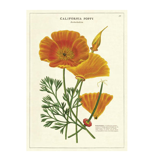 Botanical Poster Wrap