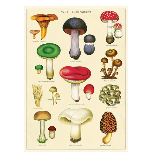 Botanical Poster Wrap