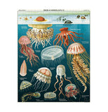Jellyfish 1000-Piece Puzzle