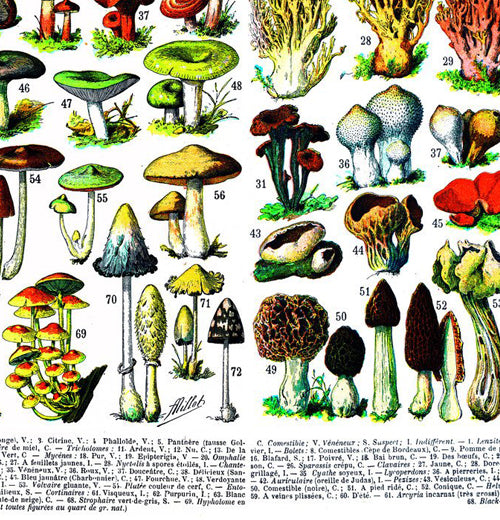This close-up image shows part of the box containing the mushroom puzzle.