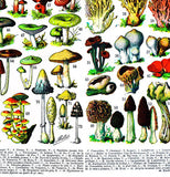 This close-up image shows part of the box containing the mushroom puzzle.