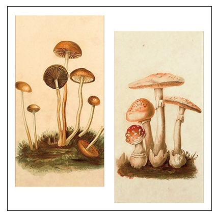 "Vintage Mushroom" Matchbox