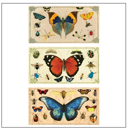 Insect Specimens Large Matchbox