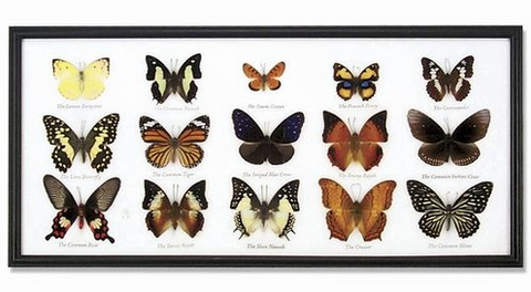 15-Piece Butterfly Specimens Frame