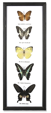 Butterfly Specimens (5 Pieces)
