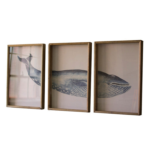 Triptych Framed Whale Print