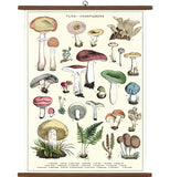 Science & Education Poster Wrap