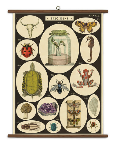Vintage School Chart of Specimens