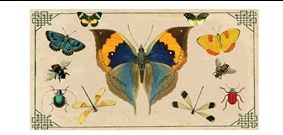 Insect Specimens Large Matchbox