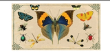 Insect Specimens Large Matchbox