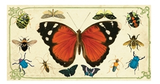 Insect Specimens Large Matchbox